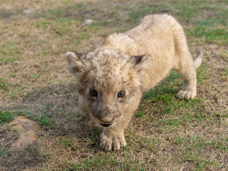 Mapacha wa simba wachanga walioachwa na mama yao wakua vizuri