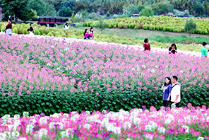 Bahari ya Maua ya Mlima Jing katika Mji wa Hangzhou wa Zhejiang, China yakaribisha watalii