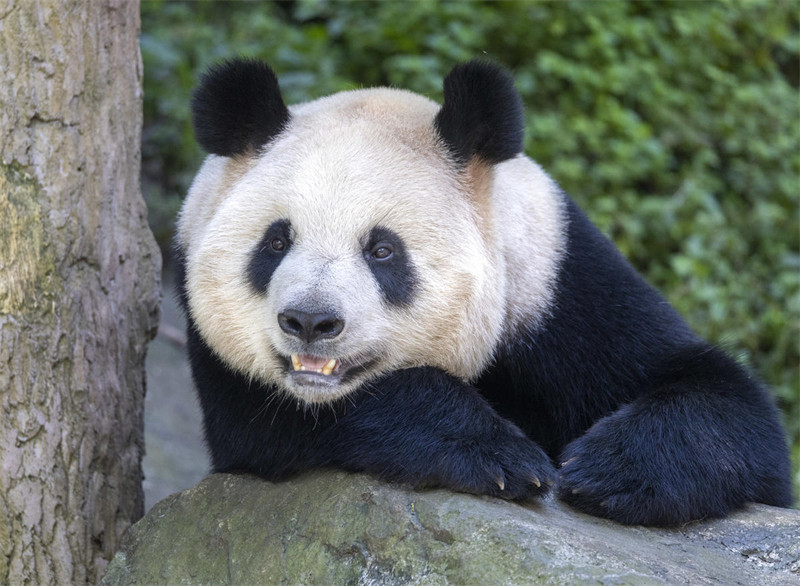 Panda Wafurahia Hali ya Kupoa Joto la Majira ya Joto katika Mji wa Dujiangyan, Mkoa wa Sichuan, China