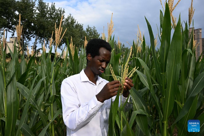 Gatera akikagua mahindi kwenye shamba la Chuo Kikuu cha Kilimo cha Anhui huko Hefei, Mkoa wa Anhui, mashariki mwa China, Agosti 13, 2024. (Xinhua/Huang Bohan)