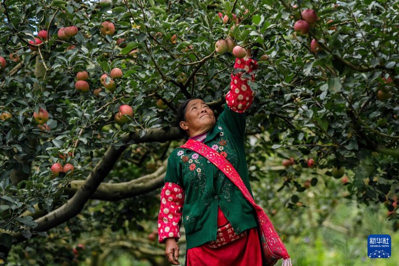 Matufaha yaleta Utajiri katika Mji wa Mengzi, Mkoa wa Yunnan, China