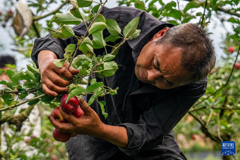 Matufaha yaleta Utajiri katika Mji wa Mengzi, Mkoa wa Yunnan, China